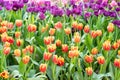 Red and purple tulips Royalty Free Stock Photo