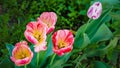 Red and purple tulips on a green background Royalty Free Stock Photo