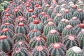 Red purple and white flowers of Ferocactus or Barrel Cactus cacti spiky ribbed barrel spherical shape large spines display Royalty Free Stock Photo