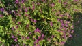 This red purple wild plant is very beautiful and grows well