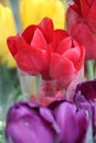 red and purple and yellow tulips close-up Royalty Free Stock Photo