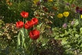 Red, purple, yellow tulips in a flower garden  on a sunny day Royalty Free Stock Photo
