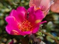 Red Purslane with an ant