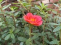 Red Purslane Flower In The Garden
