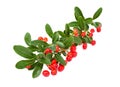 Red pyracantha Royalty Free Stock Photo