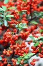 Red pyracantha