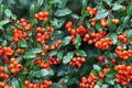 Red pyracantha berries with wet leaves Royalty Free Stock Photo