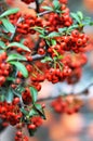 Red pyracantha fruits