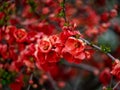 Red quince flowers bloom in a Japanese park