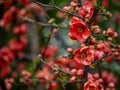 Red quince flowers bloom in a Japanese park 2