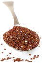 Red Quinoa Grains on Spoon isolated