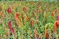 Red quinoa tree in the farm