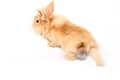 Red rabbit Royalty Free Stock Photo