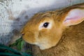 Red rabbit in a cage on the farm. Royalty Free Stock Photo