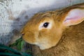 Red rabbit in a cage on the farm.