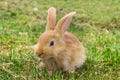 Red rabbit on green grass. Royalty Free Stock Photo