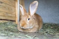 Red rabbit sits in a cage. Rabbit on the farm Royalty Free Stock Photo