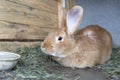Red rabbit sits in a cage. Rabbit on the farm Royalty Free Stock Photo