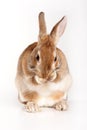 Red rabbit washes his face Royalty Free Stock Photo