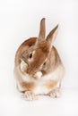 Red rabbit washes his face Royalty Free Stock Photo