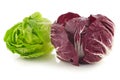 Red radicchio lettuce and green little gemlettuce