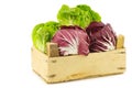 Red radicchio lettuce and green little gemlettuce Royalty Free Stock Photo