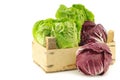 red radicchio lettuce and green little gemlettuce Royalty Free Stock Photo