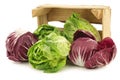 Red radicchio lettuce and green little gemlettuce Royalty Free Stock Photo
