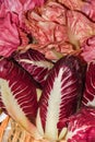 Red radicchio pink endives vegetables raw whole purple Royalty Free Stock Photo