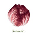 Red radicchio salad, Italian chicory Royalty Free Stock Photo