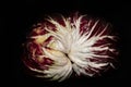 red radicchio with white veins against a dark background. The close-up shows the white leaf veins radiating like a star in the