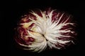 red radicchio with white veins against a dark background. The close-up shows the white leaf veins radiating like a star in the Royalty Free Stock Photo