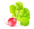 Red radish Royalty Free Stock Photo