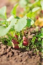 Red radish in bed Royalty Free Stock Photo
