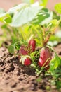 Red radish in bed Royalty Free Stock Photo