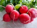 Red radish