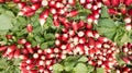 Red radish freshly harvested background fresh organic radishes bunch Royalty Free Stock Photo