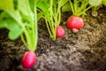 Red radish growing up in the garden bed Royalty Free Stock Photo