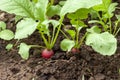 Red radish grows in a garden bed Royalty Free Stock Photo