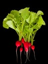 Red radishes grow in the ground Royalty Free Stock Photo
