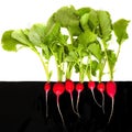 Red radishes grow in the ground