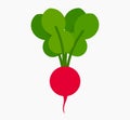 Red radish icon