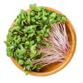 Red radish microgreens in wooden bowl over white