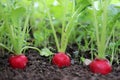 Red radish plant growing in soil. Royalty Free Stock Photo