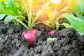 Red radish plant in soil. Radish growing in the garden bed Royalty Free Stock Photo