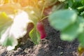 Red radish plant in soil. Radish growing in the garden bed Royalty Free Stock Photo