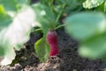 Red radish plant in soil. Radish growing in the garden bed. Royalty Free Stock Photo