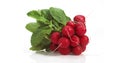 Red Radish, raphanus sativus against White Background