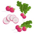 Red radish set. Fresh farm vegetables collection. Whole, group and sliced roots. Vector vegetable illustrations Royalty Free Stock Photo