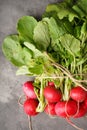 Red radishes bunch on a grey background, close-up. Top view. Vertically Royalty Free Stock Photo